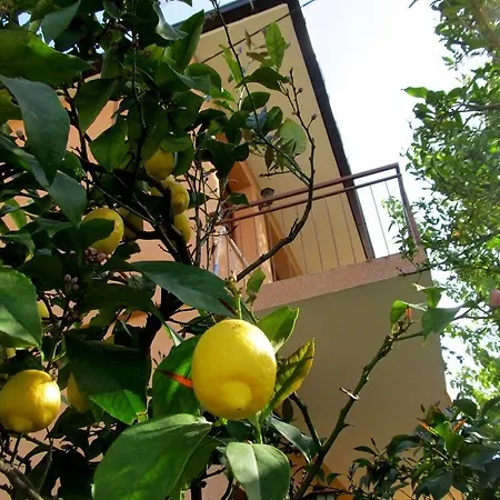 Sofia Apartament *